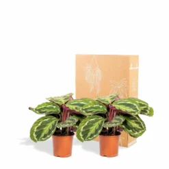 Calathea Médaillon Duo - Plantes D'intérieur -Jardin Harmonie Soldes Boutique 82604629fc392108