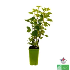 Groseillier à Grappes 'Jonkheer Van Tets' Bio: Pot 1,5 Litres -Jardin Harmonie Soldes Boutique 827044 004