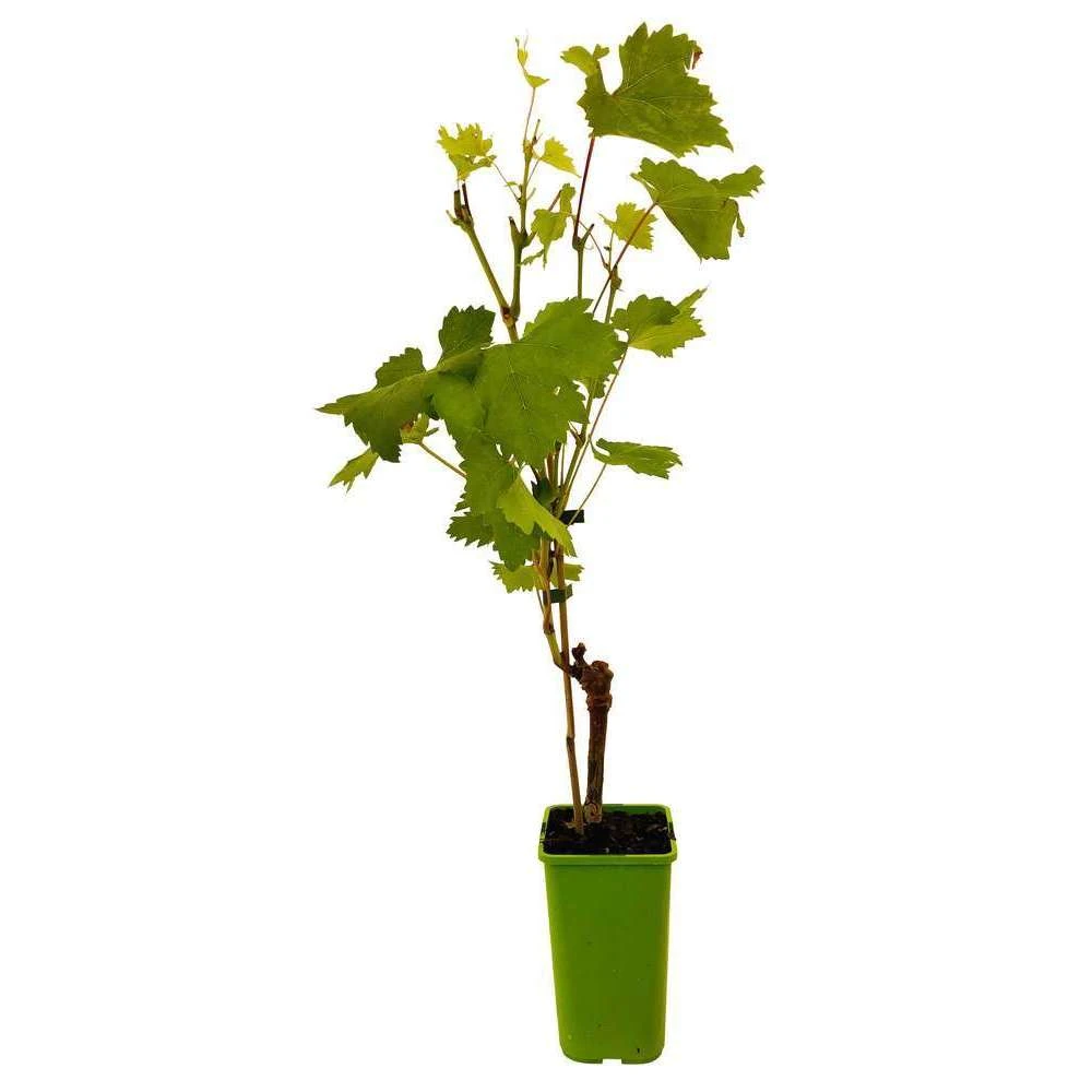Vigne 'Seyval Blanc' AB - Pot 1,5 L 4 Vigne 'Seyval Blanc' AB - Pot 1,5 L – Image 2