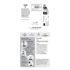 Vigne 'Seyval Blanc' AB - Pot 1,5 L 9 Vigne 'Seyval Blanc' AB - Pot 1,5 L -Jardin Harmonie Soldes Boutique 827056 1767094