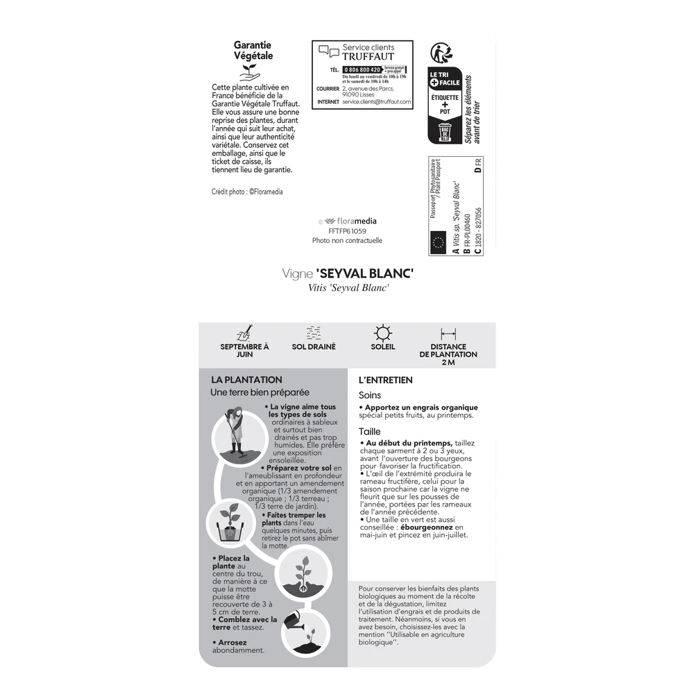 Vigne 'Seyval Blanc' AB - Pot 1,5 L 6 Vigne 'Seyval Blanc' AB - Pot 1,5 L – Image 4