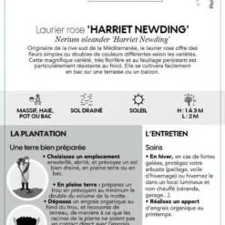 Nerium Oleander Harriet Newding' Pot 5L -Jardin Harmonie Soldes Boutique 827681 003