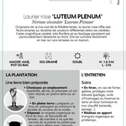 Nerium Oleander Luteum Plenum' Pot 5L 8 Nerium Oleander Luteum Plenum' Pot 5L -Jardin Harmonie Soldes Boutique 827684 003