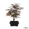 Acer Palmatum 'Atropurpureum' 8/9 D'âge -Jardin Harmonie Soldes Boutique 828653 001