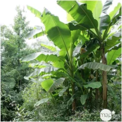 Musa Basjoo : C15L -Jardin Harmonie Soldes Boutique 828724 002