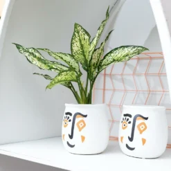 Plante Verte - Aglaonema Lipstick Green - H25cm, ø9cm - Plante D'intérieur -Jardin Harmonie Soldes Boutique 82974ada34d8afa9