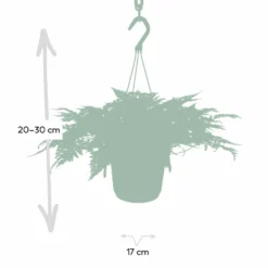 Humata Tyermannii - H20cm, ø17cm - Plante D'intérieur Tombante -Jardin Harmonie Soldes Boutique 82e196ebc3b354a5
