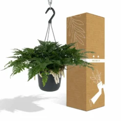 Humata Tyermannii - H20cm, ø17cm - Plante D'intérieur Tombante -Jardin Harmonie Soldes Boutique 838c2a9c060e14c2