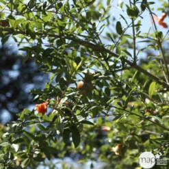 Punica Granatum Pot 45L, 18/20. -Jardin Harmonie Soldes Boutique 840073 002
