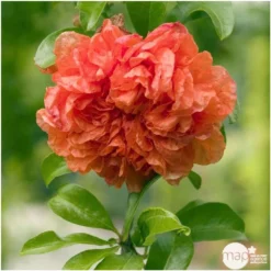 Punica Granatum Pot 45L, 18/20. -Jardin Harmonie Soldes Boutique 840073 003