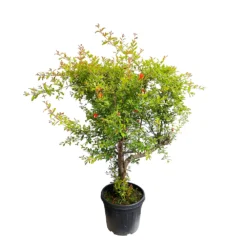 Punica Granatum Pot 45L, 18/20. -Jardin Harmonie Soldes Boutique 840073 1433746