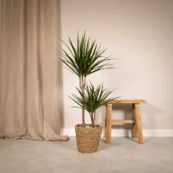 Dracaena Marginata - H100cm, ø19cm - Très Grande Plante D'intérieur -Jardin Harmonie Soldes Boutique 85084dfd55124f33