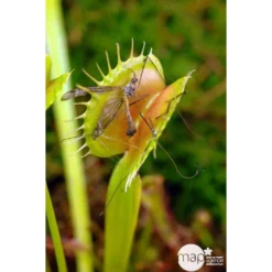 Attrape-mouches : Ø12cm, Pot -Jardin Harmonie Soldes Boutique 85271 003