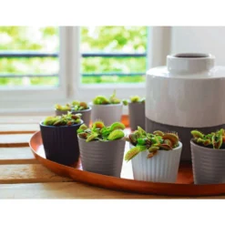 Attrape-mouches : Ø12cm, Pot -Jardin Harmonie Soldes Boutique 85271 009