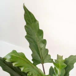 Alocasia Lauterbachiana - H80cm, ø19cm - Grande Plante D'intérieur -Jardin Harmonie Soldes Boutique 857d443c118c0b8e