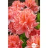 Azalea Mollis Trevarez Pot 7,5L -Jardin Harmonie Soldes Boutique 858101 002