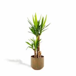 Yucca Et Son Cache-pot Doré - H100cm, ø21cm - Très Grande Plante D'intérieur