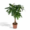 Pachira Aquatica - H70cm, ø17cm - Grande Plante D'intérieur -Jardin Harmonie Soldes Boutique 86a8f100d8e34c73