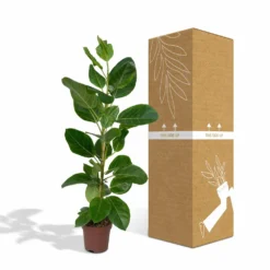 Ficus Altissima - H85cm, ø21cm - Grande Plante D'intérieur -Jardin Harmonie Soldes Boutique 86f7d577990ab096