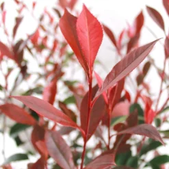 Photinia "Carré Rouge" Pot 10L 1/125 -Jardin Harmonie Soldes Boutique 872227 001
