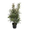 Photinia "Carré Rouge" Pot 10L 1/125 -Jardin Harmonie Soldes Boutique 872227 1329871