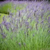 Lavandula 'phenomenal' : Pot 5L -Jardin Harmonie Soldes Boutique 873199 001