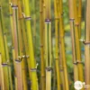 Bambou Moyen Phyllostachys Aureosulcata 'Spectabilis' 150/200 :pot 18L -Jardin Harmonie Soldes Boutique 873216 001