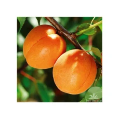 Abricotier Hargrand : Gobelet 3 Ans D'âge Ctr 12 Litres -Jardin Harmonie Soldes Boutique 88699 004