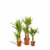 Yucca X3 - Grandes Plantes D'intérieur -Jardin Harmonie Soldes Boutique 8943f49ccd3eb579