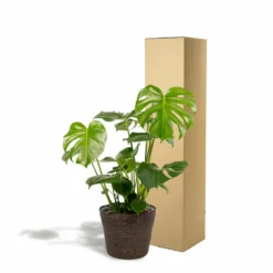 Delicious Monstera Et Son Panier Noir - H80cm, ø21cm - Plante D'intérieur -Jardin Harmonie Soldes Boutique 8db70039d6a4af95