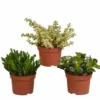 Crassula, Box De 3 Plantes - H15cm, ø10,5cm - Plantes D'intérieur -Jardin Harmonie Soldes Boutique 8e7c80bb5dcb1cca