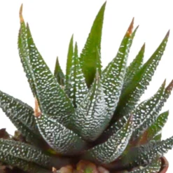 Gasteria, Haworthia, Box De 5 Plantes - H12cm, ø5,5cm - Plantes D'intérieur -Jardin Harmonie Soldes Boutique 8f6303b2df7c9f36