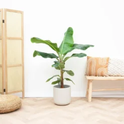 Bananier Xxl - H150cm, ø30cm - Très Grande Plante D'intérieur -Jardin Harmonie Soldes Boutique 8f989580a5a93136