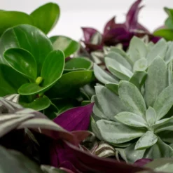 Box 3 Plantes D'intérieur - H20cm, ø12cm - Plantes D'intérieur -Jardin Harmonie Soldes Boutique 9049621b9f88d4c4