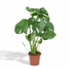 Monstera Deliciosa - H55cm, ø17cm - Plante D'intérieur -Jardin Harmonie Soldes Boutique 904b8032eb492a67