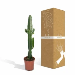 Euphorbia Acrurensis - H50cm, ø17cm - Grande Plante D'intérieur -Jardin Harmonie Soldes Boutique 9085af23248e93ea