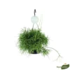 Rhipsalis Oasis, Suspension D17cm -Jardin Harmonie Soldes Boutique 908707 001