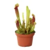 Sarracenia Mix Pot D12cm -Jardin Harmonie Soldes Boutique 908892 002