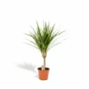 Dracaena Marginata - H60cm, ø14cm - Plante D'intérieur