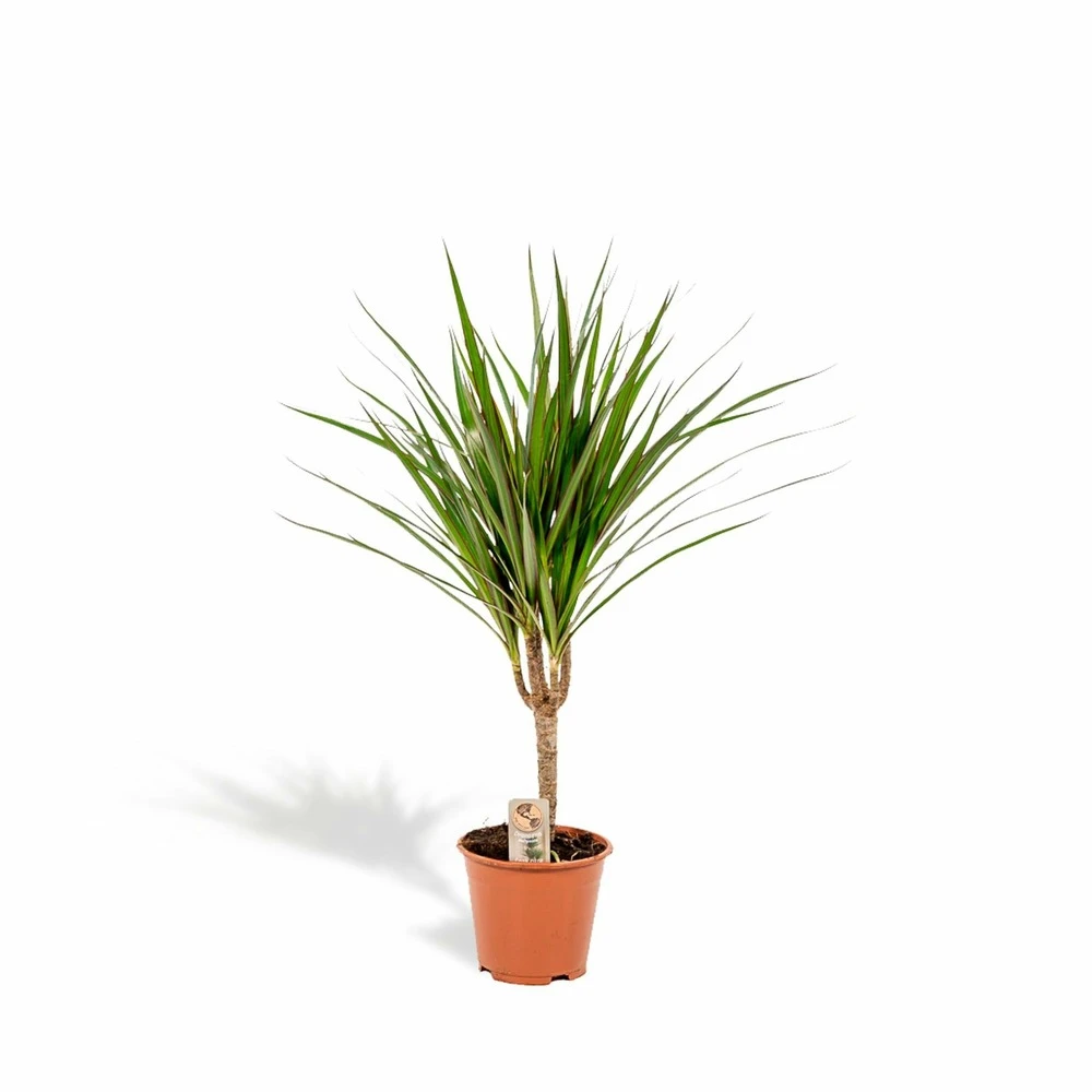 Dracaena Marginata - H60cm, ø14cm - Plante D'intérieur 3 Dracaena Marginata - H60cm, ø14cm - Plante D'intérieur