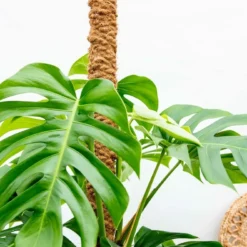 Monstera Deliciosa Xxl - H225cm, ø35cm - Très Grande Plante D'intérieur -Jardin Harmonie Soldes Boutique 921848eef9d9aa29