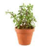 Plantes Succulentes Variées Exception D19cm -Jardin Harmonie Soldes Boutique 925817 1442020