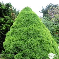 Sapinette Blanche (Picea Glauca) 'Conica' 50/60 : Pot 5L -Jardin Harmonie Soldes Boutique 933105 002