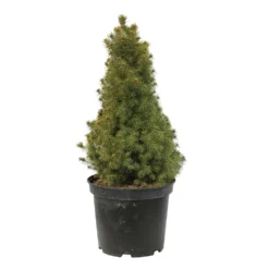 Sapinette Blanche (Picea Glauca) 'Conica' 50/60 : Pot 5L