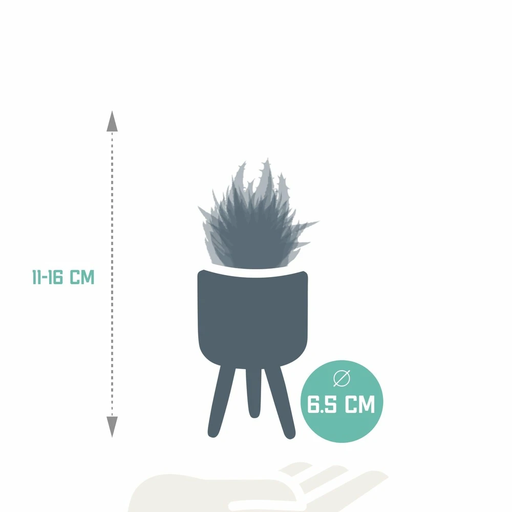 Gasteria, Haworthia Et Leurs Caches-pots, Box De 5 Plantes - H11cm, ø6,5cm - Plantes D'intérieur 4 Gasteria, Haworthia Et Leurs Caches-pots, Box De 5 Plantes - H11cm, ø6,5cm - Plantes D'intérieur – Image 2
