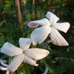 Jasmin De Grasse' - Jasminum Grandiflorum 3l -Jardin Harmonie Soldes Boutique 9358d9931f25faf6