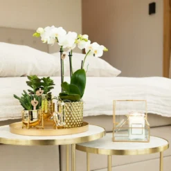 Orchidée Blanche Phalaenopsis - H35cm, ø9cm - Plante D'intérieur Fleurie -Jardin Harmonie Soldes Boutique 937c01e16e2e6d00