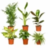 Box Suprise X6 - Plantes D'intérieur -Jardin Harmonie Soldes Boutique 93a455c4678b46e6