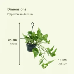 Epipremnum Aureum Scindapsus X2 - H25cm, ø15cm - Plante D'intérieur -Jardin Harmonie Soldes Boutique 93ca32c9cb6f13ca