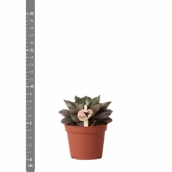 Echeveria Purpusorum - H9cm, ø6cm - Plante D'intérieur -Jardin Harmonie Soldes Boutique 93d4d1b512e566d1